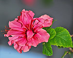 扶桑花