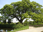 大树