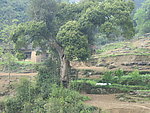乡村古树