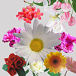 各种鲜花