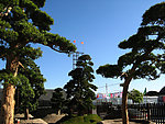 松树