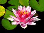 小蜻蜓与睡莲