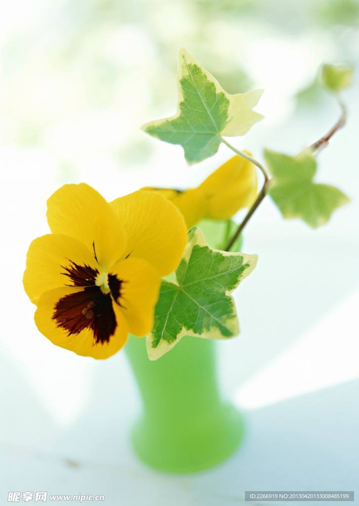 黄花
