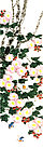 芙蓉