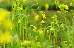 油菜花