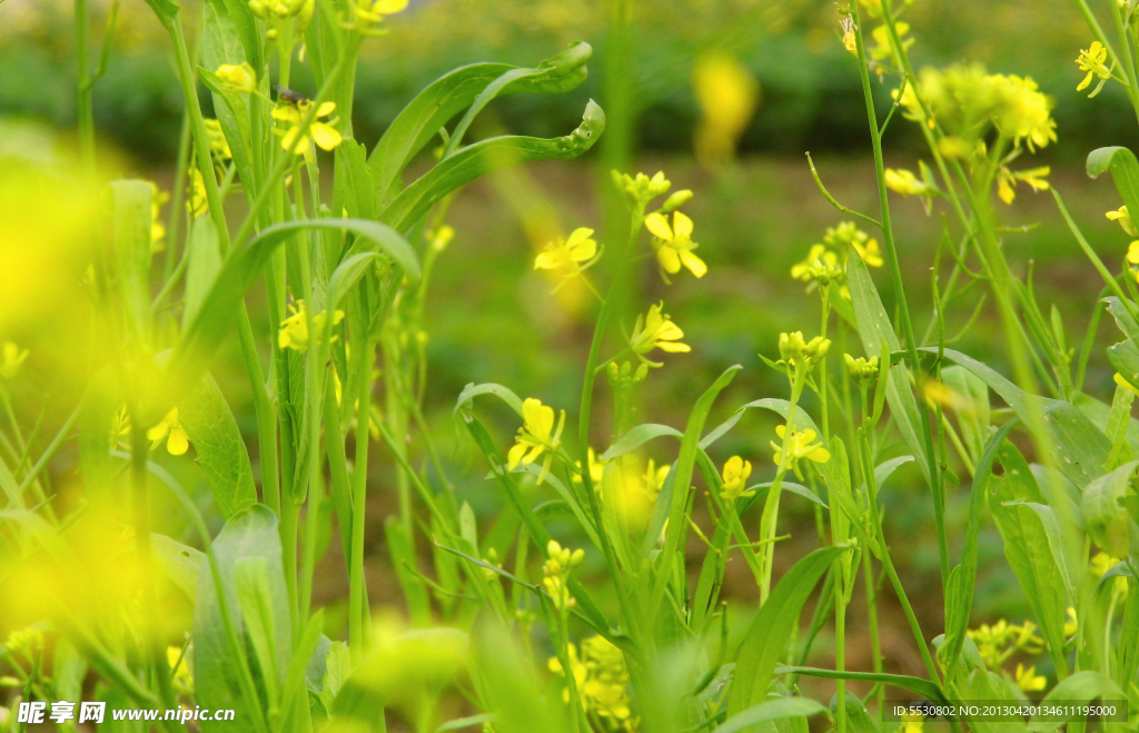 油菜花