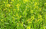 油菜花