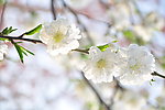 花朵