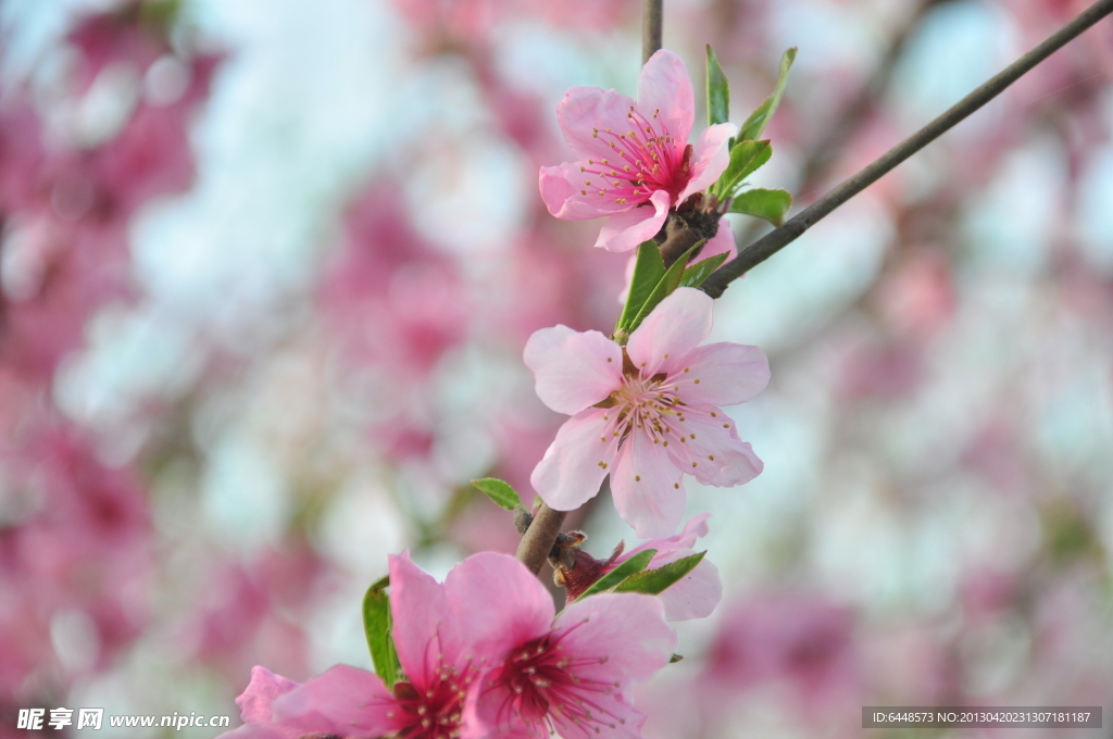 桃花