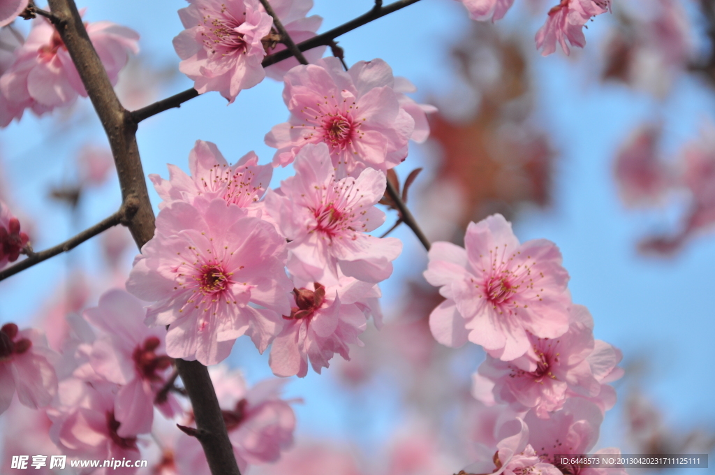 桃花