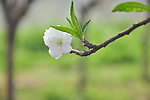 白色花朵