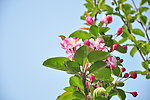苹果花