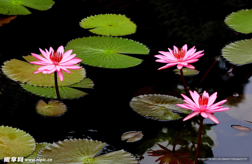 莲花