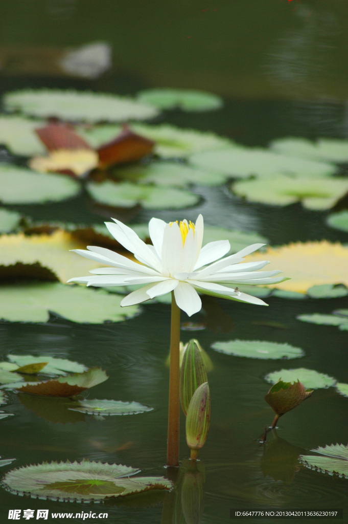 莲花