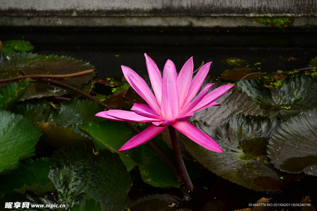 莲花