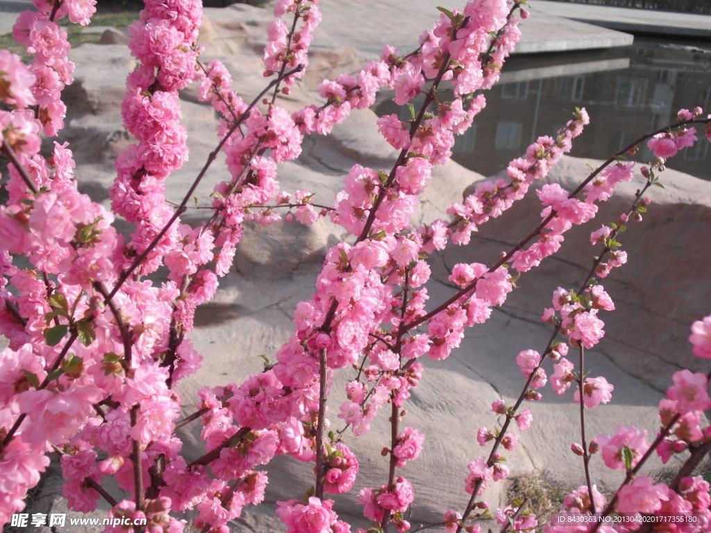 风景 桃花