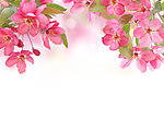 鲜花