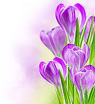 鲜花
