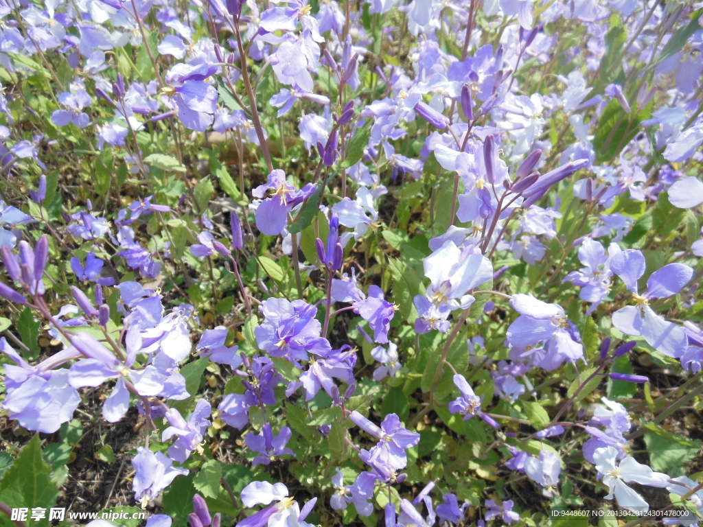 紫花
