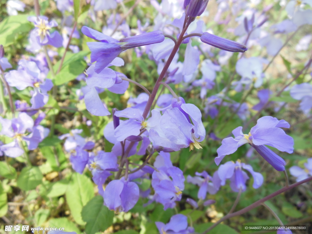 紫花