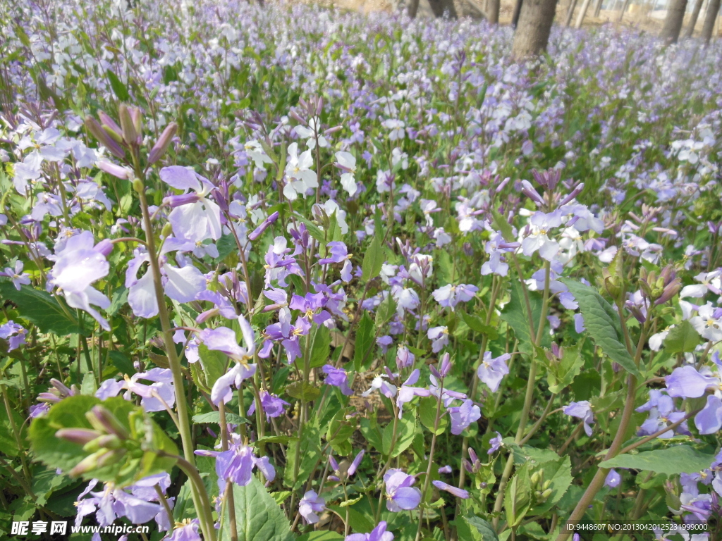紫花