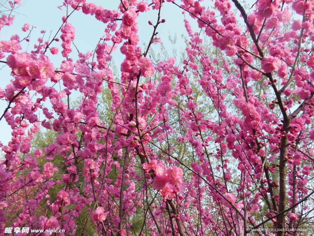 梅花