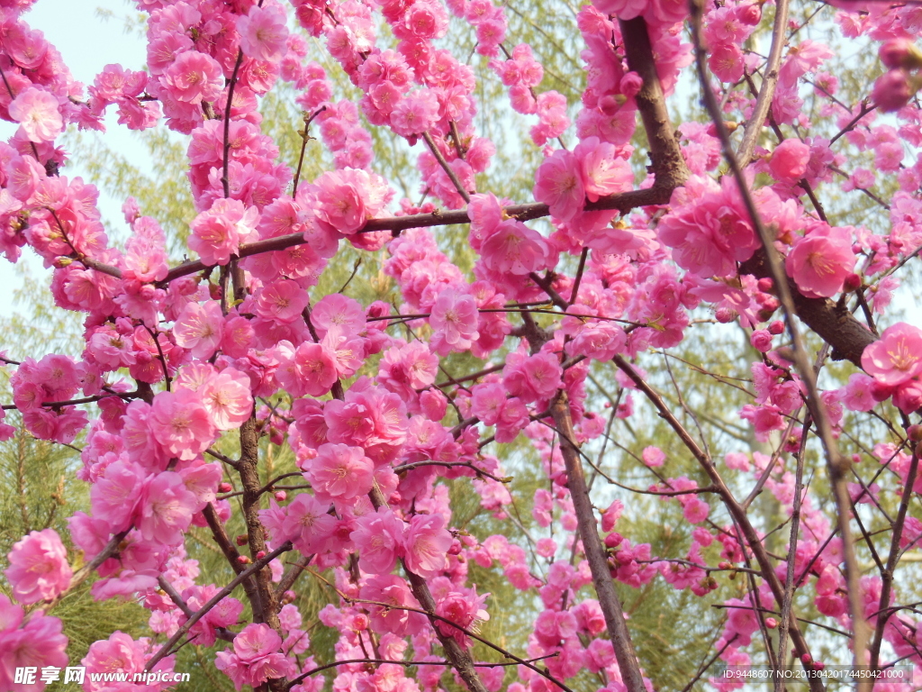 梅花