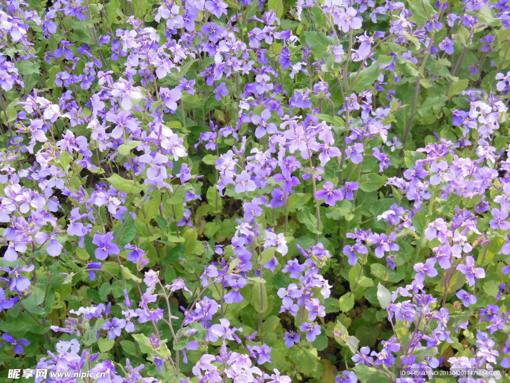 紫菜花
