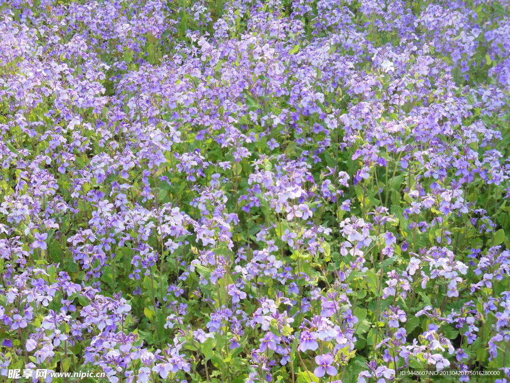 紫菜花