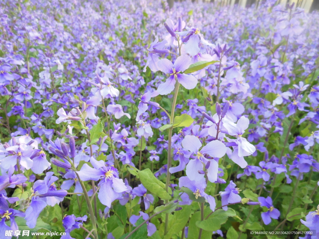 紫菜花