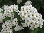 蜂窝花