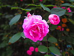 月季花