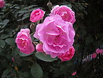 月季花