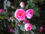 粉红月季花