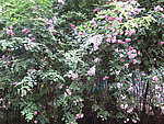 月季花