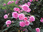 月季花