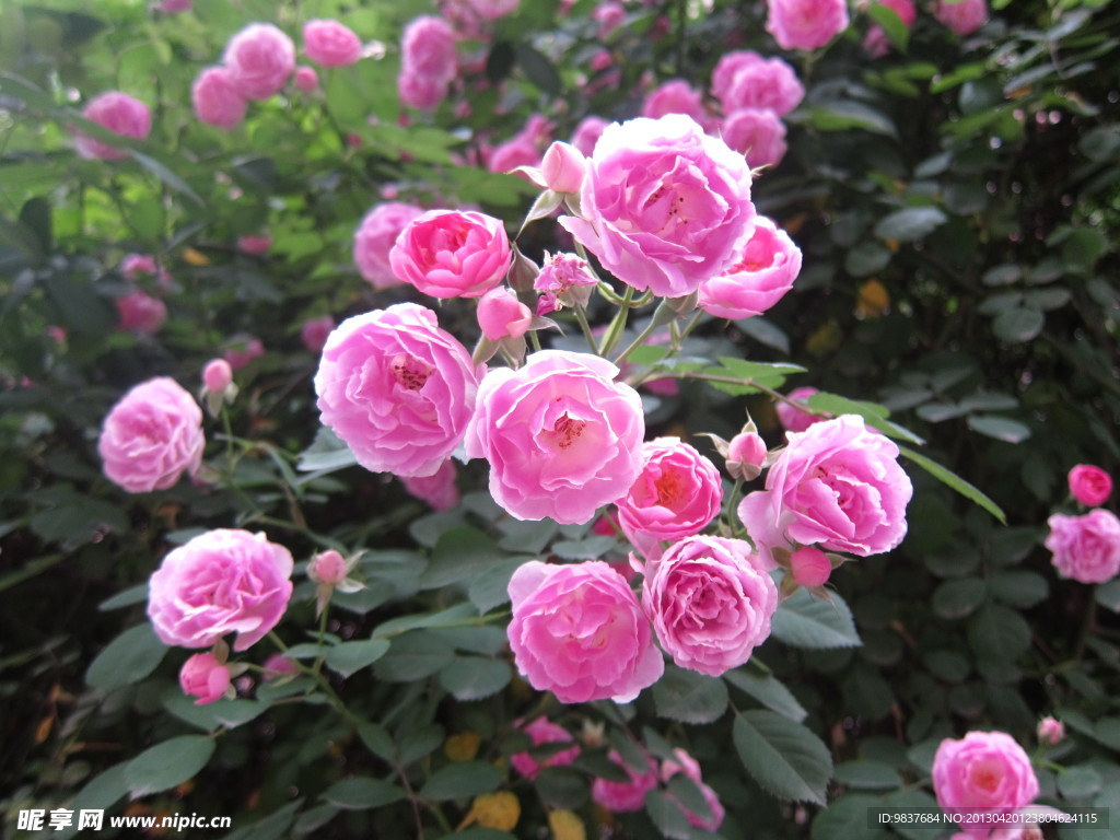 月季花
