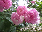 月季花