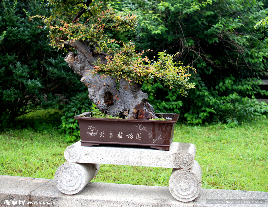 北京植物园盆景