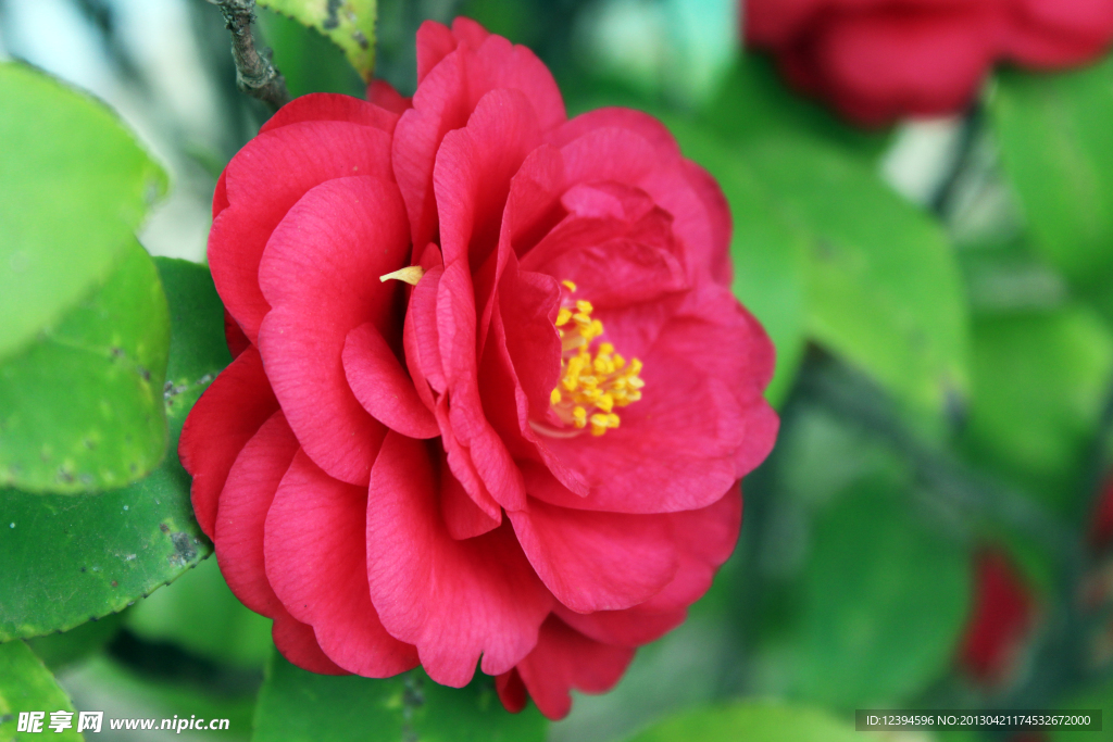 茶花