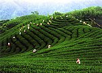 茶园