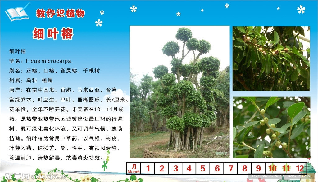 细叶榕