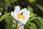 蜜蜂采蜜