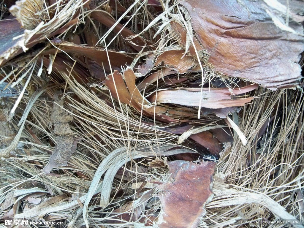 棕树