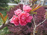 梅花