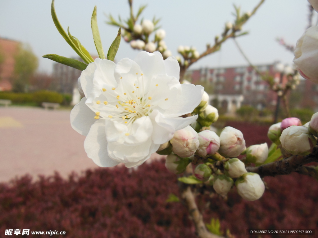 梅花