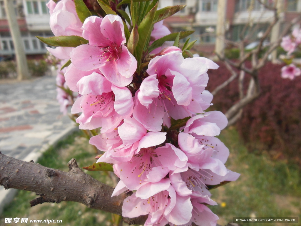梅花
