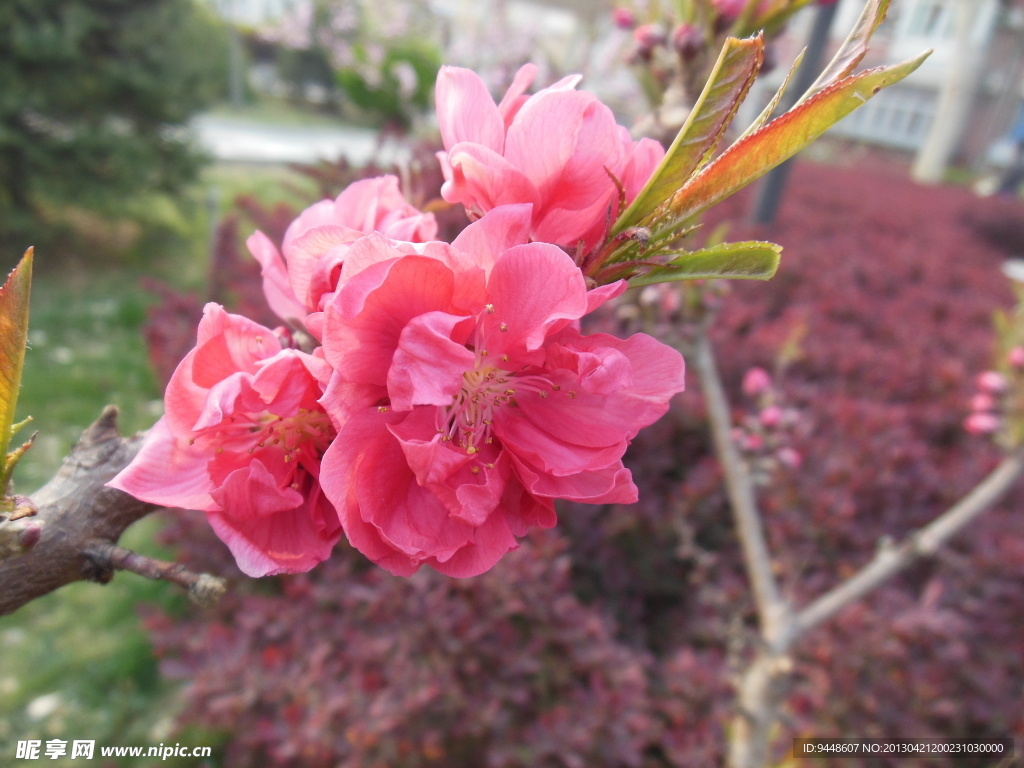 梅花