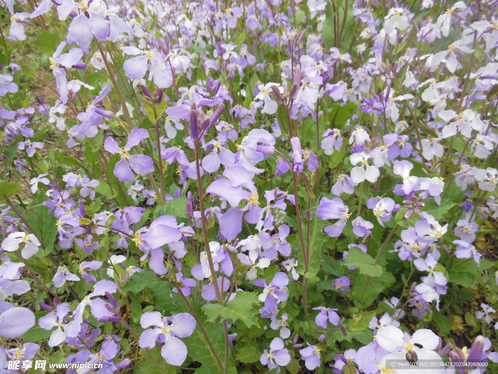 紫菜花