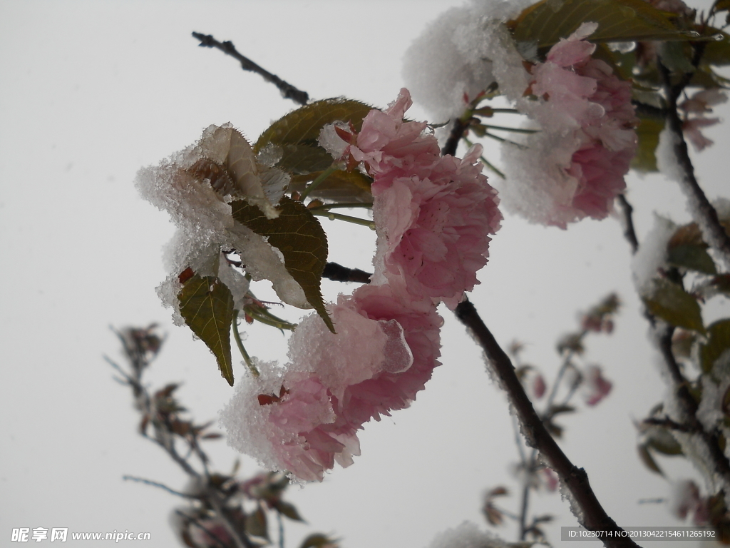 雪中樱花